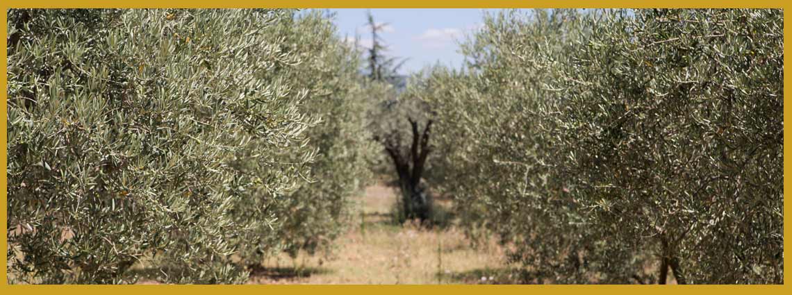 Tipo de aceite de oliva