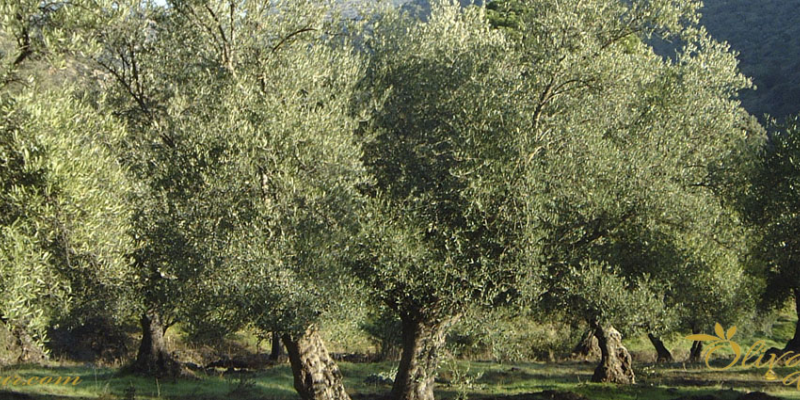 El olivar, importante aliado del medio ambiente