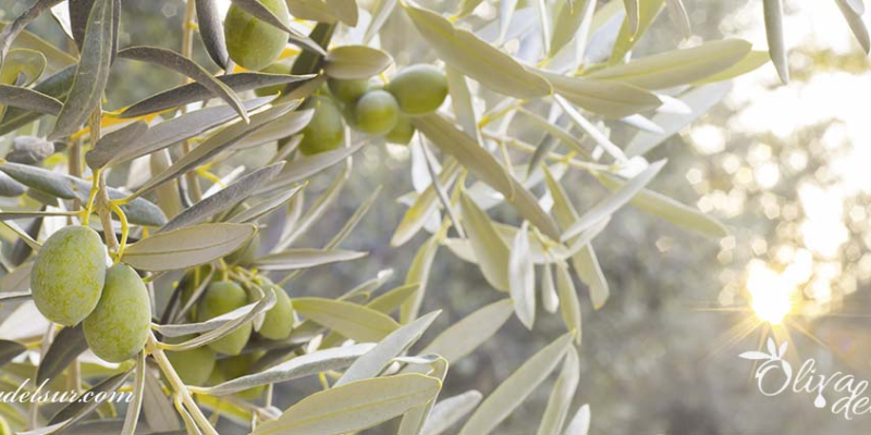 Variedad de planta de olivo koroneiki