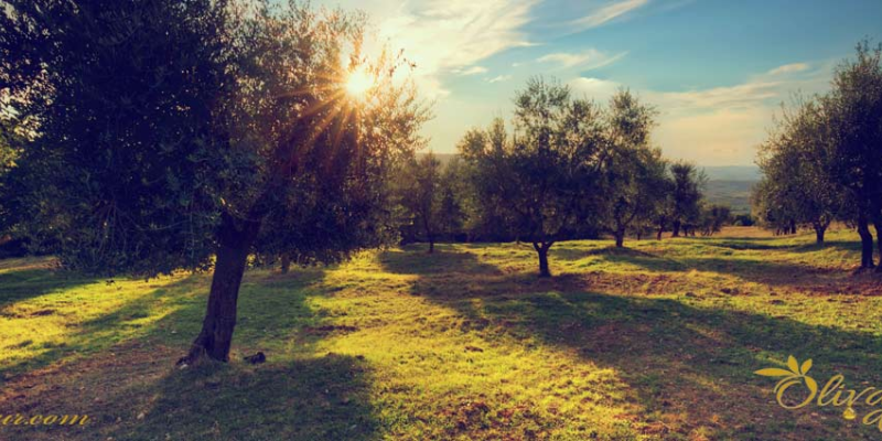 Variedad de planta de olivo Verdial de la Axarquía