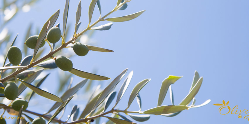 Olivo Lechín de Sevilla: Características del árbol, aceite