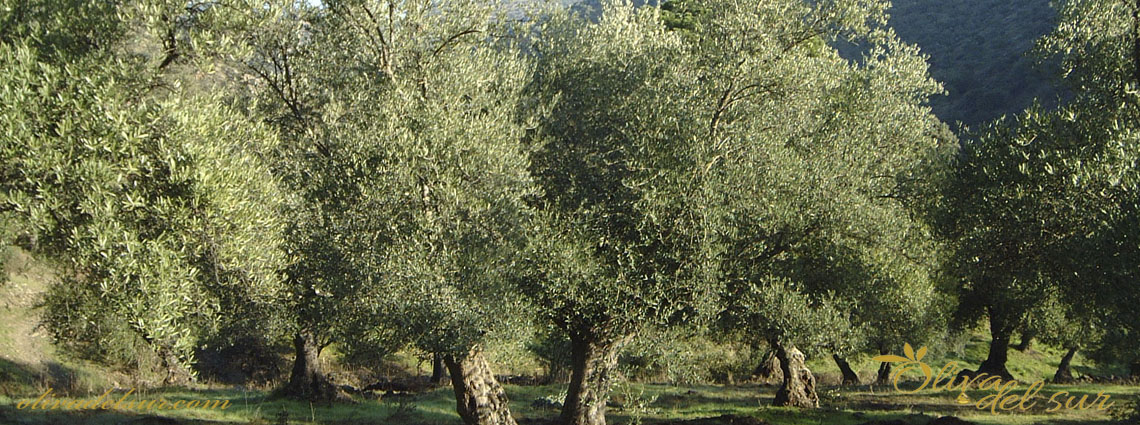 The olive grove and the environment