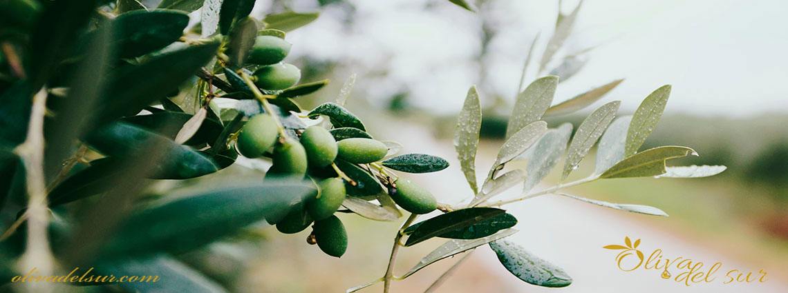 Beneficios de utilizar el aceite de oliva para la piel