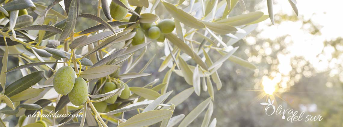 Variedad de planta de olivo koroneiki